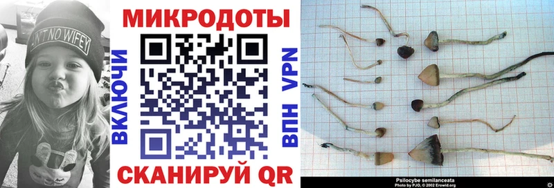 Псилоцибиновые грибы Cubensis  Ртищево 